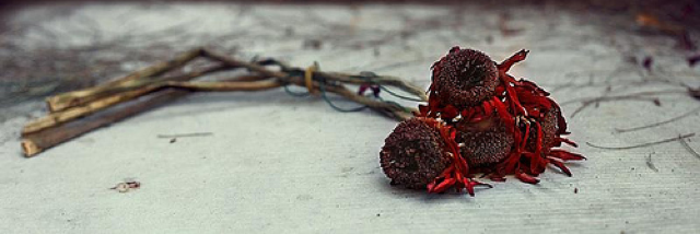 Cover image for post Dying Breed, by WritingMiakoda