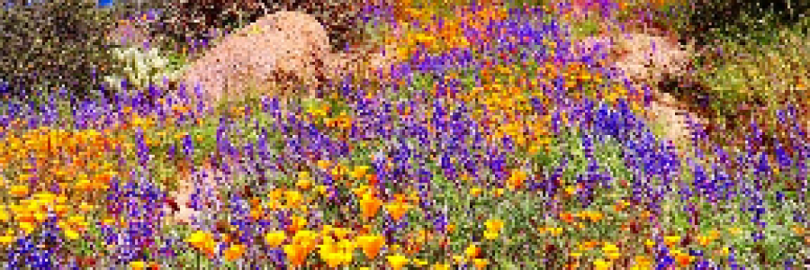 Cover image for post Fruit Stripes, by Mazzmyrrheyes