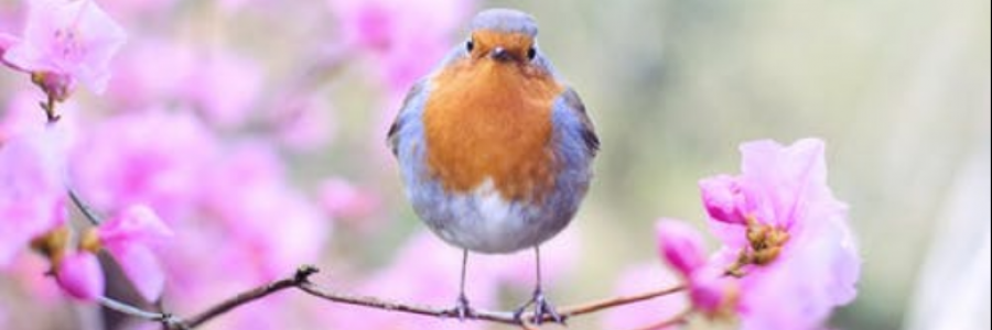 Cover image for post I'm still here..., by IvyBee