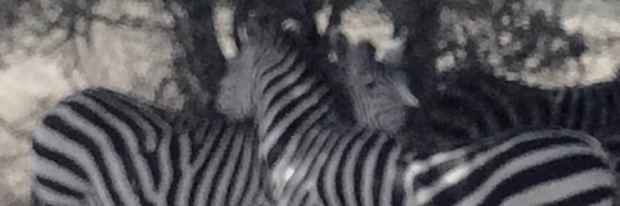 Cover image for post STRIPE-TEASE, by theinkedbee