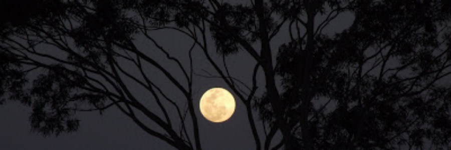 Cover image for post Stillness, by Ldla