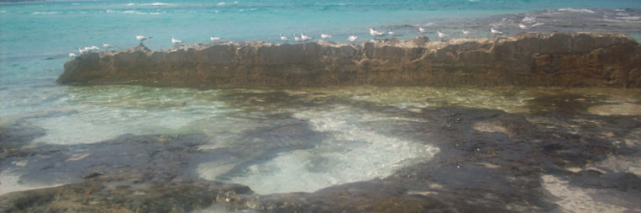 Cover image for post Silence, by sandflea68