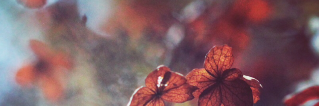 Cover image for post Embers, by big_bad_crybaby