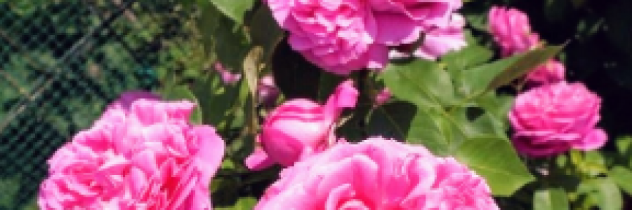 Cover image for post In The Spring, by Tracy