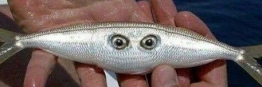 Cover image for post Riverboat, by alex_russo113