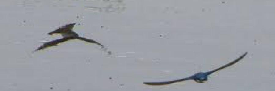 Cover image for post Bluebirds, by Poetmissing