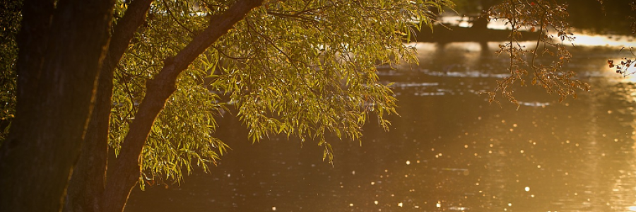 Cover image for post Anguish, by nfaulk6