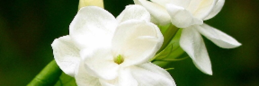 Cover image for post I Am, Therefore I Write, by Mazzmyrrheyes