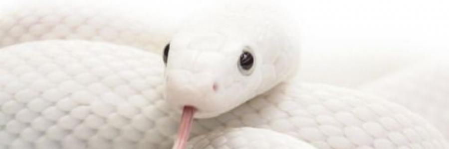 Cover image for post False Trust, by TheWanderer