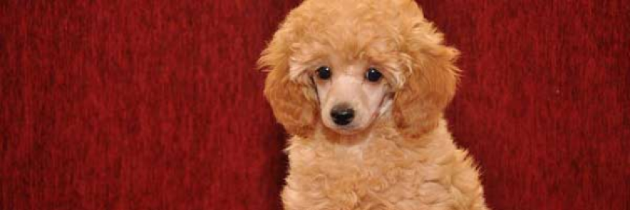 Cover image for post Cha cha cha, by BonnieBoo