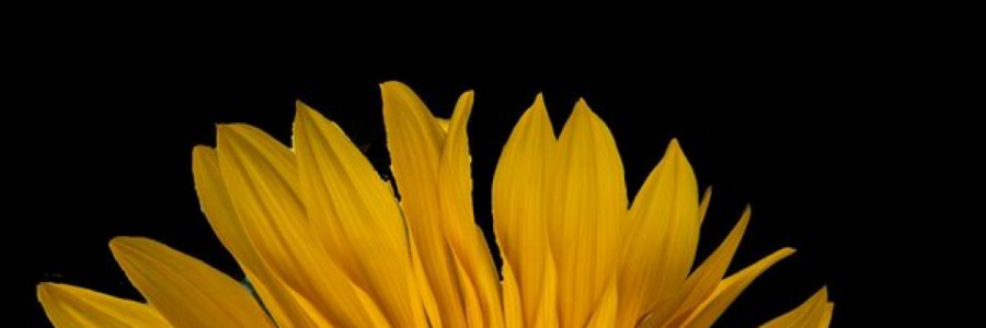 Cover image for post Body language, by JoeySun