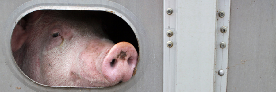 Cover image for post The eye, by valdah55