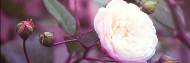 Cover image for post Thorn In My Side, by big_bad_crybaby