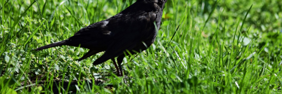 Cover image for post Sock in the Grass, by Chanae