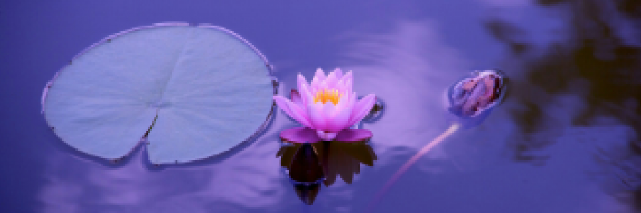 Cover image for post Rebirth, by 2Bamboopanda