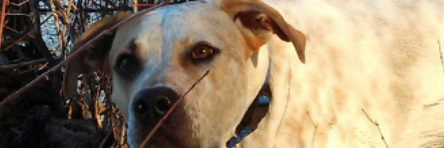 Cover image for post Rascal, by Mpgsr