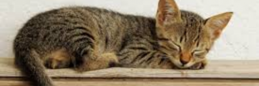 Cover image for post Cat, by valdah55