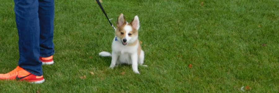 Cover image for post A Boy and His Dog, by LexiCon