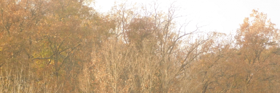 Cover image for post Young Wind, by LexiCon