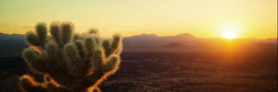 Cover image for post desert paradise, by anarosewood