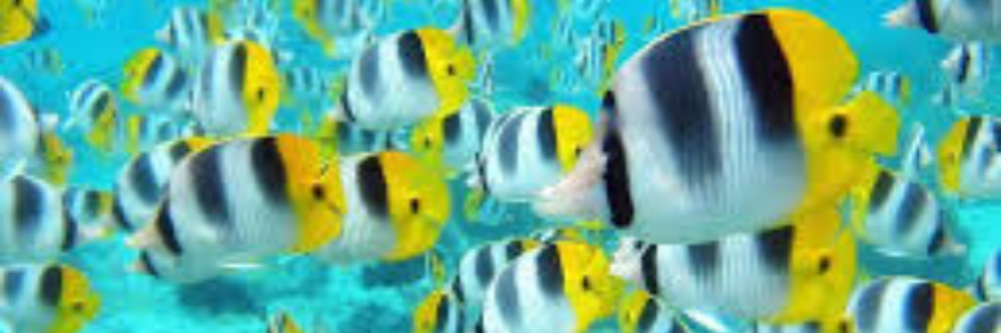 Cover image for post Schools Out, by sandflea68