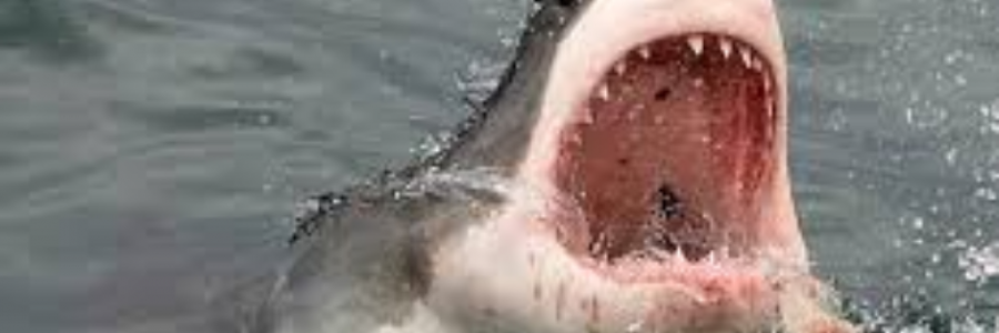 Cover image for post Bucket List, by sandflea68