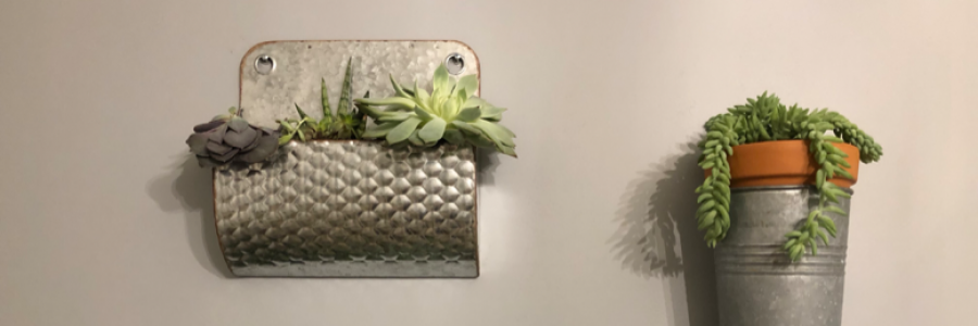 Cover image for post ROOT BOUND, by Anitarosner