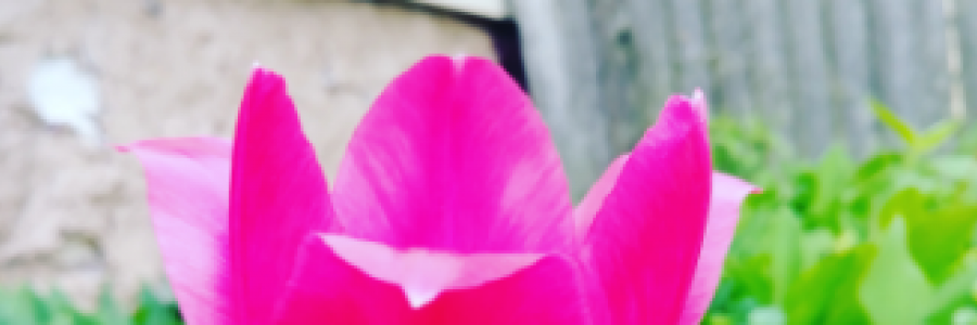 Cover image for post Sweet and sour, by MsD