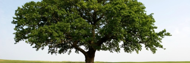 Cover image for post The Tree, by PumpkinOfGlory