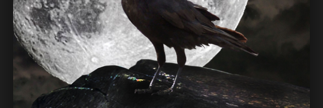 Cover image for post Metamorphosis. , by Kathryn