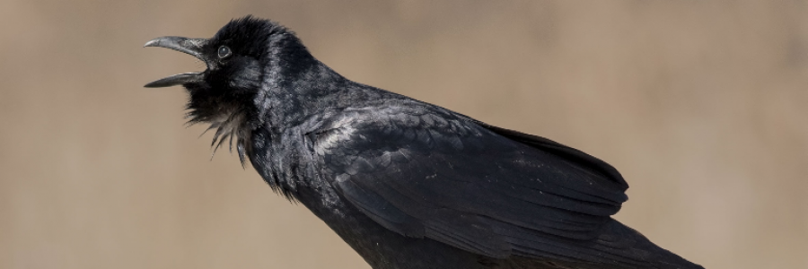 Cover image for post Slow Crow, by averypbrown