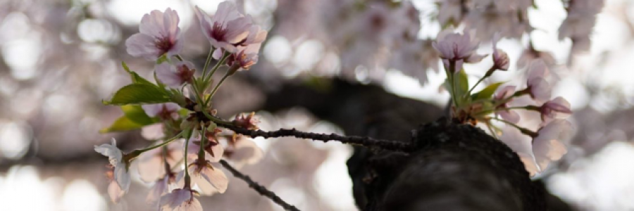 Cover image for post You Can’t Have Everything, by Rev_Frenchie