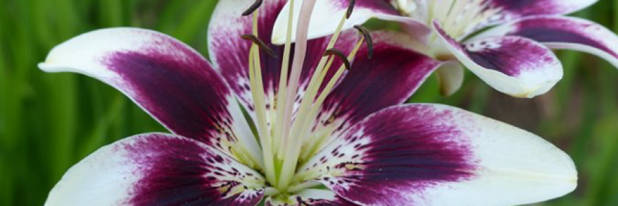 Cover image for post Mystery girl., by Ajs