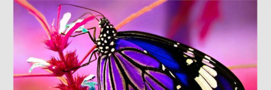 Cover image for post Untitled, by xJenVanx