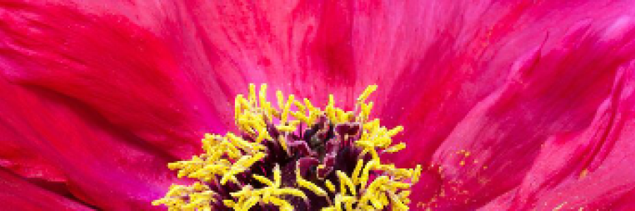 Cover image for post my magenta, by IvyBee