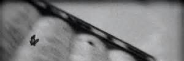 Cover image for post Loop, by Rev_Frenchie