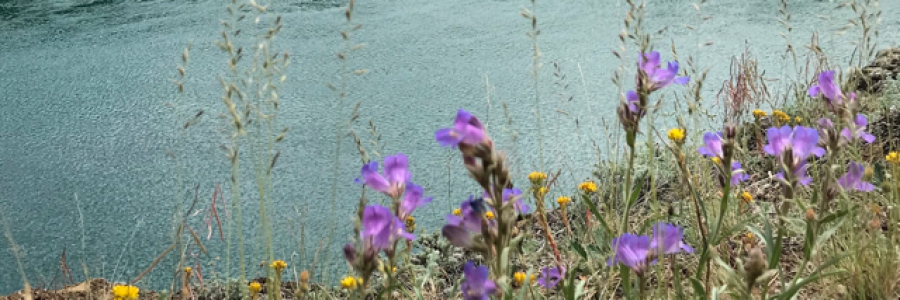 Cover image for post Wildflower River, by northernlight