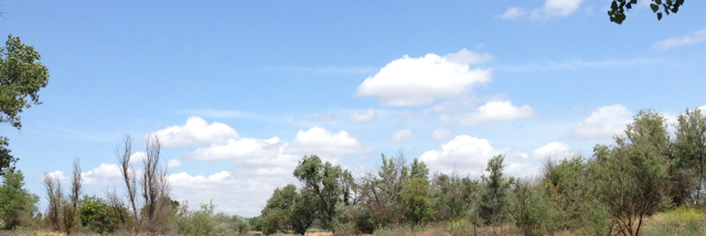 Cover image for post Lichen, by Cubiccoyote