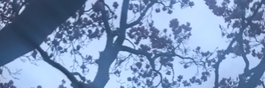 Cover image for post Southern Gothic: The Wind, by Azayta