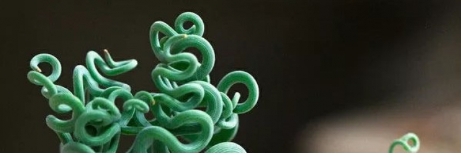 Cover image for post “Trachyandra”, by xJenVanx