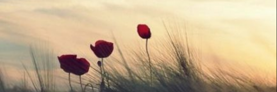 Cover image for post *, by anarosewood