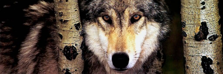 Cover image for post Resplendent, by RyotaFujikawa