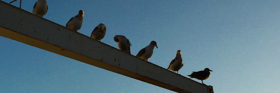 Cover image for post THE CHITLINS, by Skipdinner