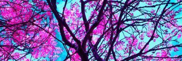 Cover image for post Purple, by GentaBicaj