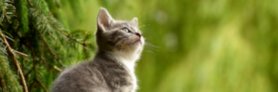 Cover image for post Little Treasures, by 2Bamboopanda