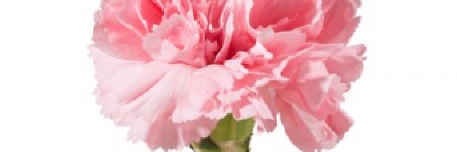 Cover image for post Innocence, Asleep, by Mazzmyrrheyes