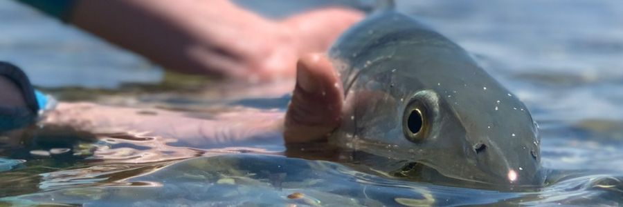 Cover image for post A steelheads journey, by Jessi