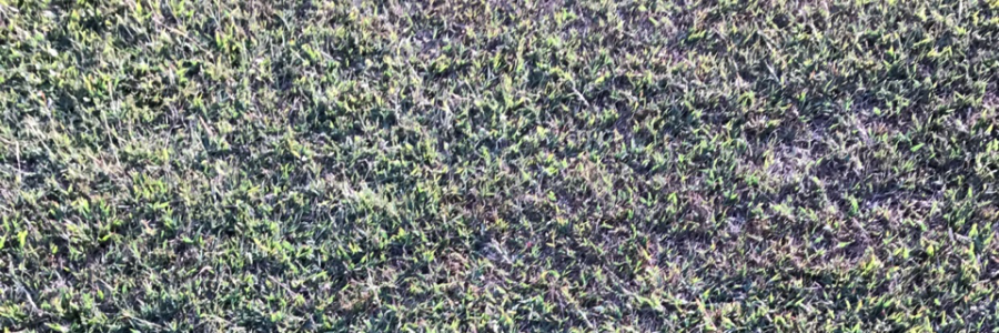 Cover image for post Drizzle, by msuri