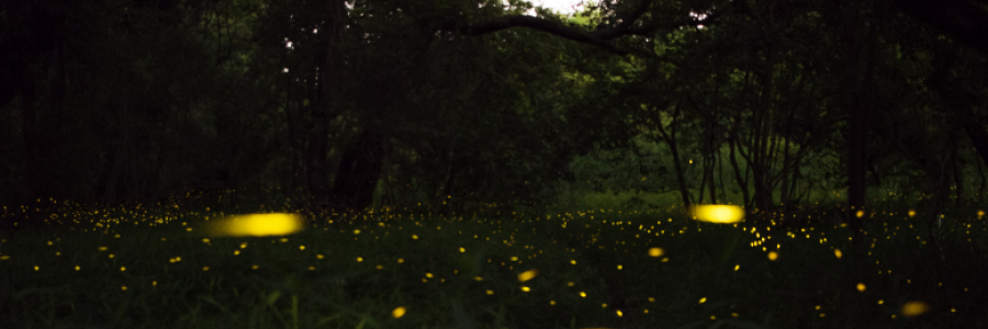 Cover image for post Serendipity, by Clarity