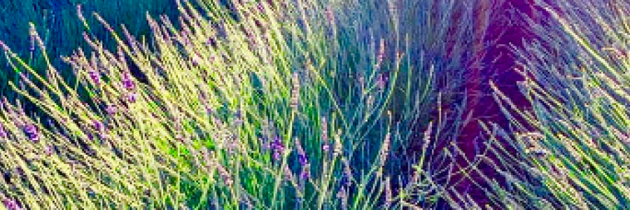 Cover image for post Summer Love, by Mazzmyrrheyes